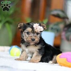 Bailey/Morkie / Yorktese									Puppy/Female														/6 Weeks,Meet Bailey! If you are looking for a puppy with lots of love and playful energy, you are you definitely at the right place. This baby will love being by your side all day. The Morkie is a delightful small breed that is a cross between a Maltese and a Yorkshire Terrier. They tend to adapt well to different activity levels and are content with indoor playtime as long as they receive sufficient attention and stimulation. You will fall in love with this sweet baby the minute you see her!