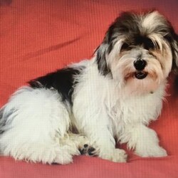 Liam/Havanese									Puppy/Male																/12 Weeks,Meet Liam, a gorgeous little brown and white Havanese male puppy. With his charming personality and playful nature, Liam is sure to steal your heart. This little guy is not just a pet; he’s an instant companion who will grace your home with joy and love.