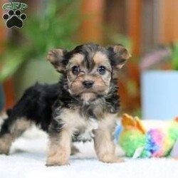 Bailey/Morkie / Yorktese									Puppy/Female														/6 Weeks,Meet Bailey! If you are looking for a puppy with lots of love and playful energy, you are you definitely at the right place. This baby will love being by your side all day. The Morkie is a delightful small breed that is a cross between a Maltese and a Yorkshire Terrier. They tend to adapt well to different activity levels and are content with indoor playtime as long as they receive sufficient attention and stimulation. You will fall in love with this sweet baby the minute you see her!