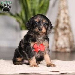 Finley/Cockapoo									Puppy/Male																/6 Weeks,Meet your new best friend, Finley, a delightful Cockapoo puppy with a heart as big as his fluffy little body! This lovable pup is the perfect combination of the playful Cocker Spaniel and the intelligent Poodle, making him a wonderful fit for families of all kinds.