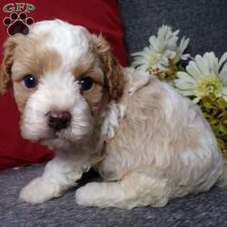 Rosco/Cavapoo									Puppy/Male																/5 Weeks,Hi, im a Cavapoo puppy. I am looking forward to meeting you! I am up to date with my immunizations, my wormer medications, and I have a Micro-chip so that I can be easily identified if I ever become lost!