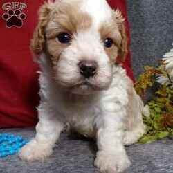 Rosco/Cavapoo									Puppy/Male																/5 Weeks,Hi, im a Cavapoo puppy. I am looking forward to meeting you! I am up to date with my immunizations, my wormer medications, and I have a Micro-chip so that I can be easily identified if I ever become lost!