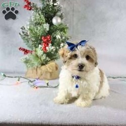 Liam/Havanese									Puppy/Male																/12 Weeks,Meet Liam, a gorgeous little brown and white Havanese male puppy. With his charming personality and playful nature, Liam is sure to steal your heart. This little guy is not just a pet; he’s an instant companion who will grace your home with joy and love.