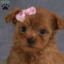 Daisy/Cavapoo									Puppy/Female														/November 12th, 2024,Meet Daisy, a darling Cavapoo puppy that is being family raised and is socialized with children. This sweet pup is vet checked and up to date on shots & wormer plus the breeder provides a 1-year genetic health guarantee for her. To learn more about this playful pooch, call the breeder today!