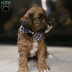 Chip/Cavapoo									Puppy/Male																/6 Weeks,Chip is an adorable F1B Cavapoo puppy who is well socialized and loves to play with kids. Family raised in our home with extra love and care. 