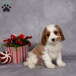 Carol/Cavapoo									Puppy/Female														/7 Weeks,A puppy for Christmas?….yes, please! Give someone (or yourself) a gift of love this year. With these little guys your life will be filled with hours of puppy snuggles and lots of puppy kisses.