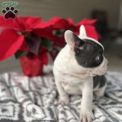 Chandler/Frenchton									Puppy/Male																/9 Weeks,Meet Chandler! Our male Frenchton. He is the only male in this beautiful litter! They are all vet checked, had their shots and deworming and are raised in a family with children so get lots of attention! If you would like more information please call or text anytime! 