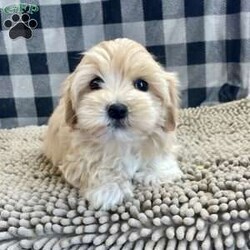 Sally/Coton de Tulear									Puppy/Female														/October 24th, 2024,Meet Sally a cute little Coton, she is ACA Reg. , Vet checked and shots are up to date,  Ready to be your little companion.    