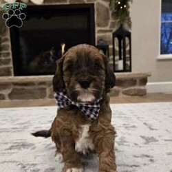 Chip/Cavapoo									Puppy/Male																/6 Weeks,Chip is an adorable F1B Cavapoo puppy who is well socialized and loves to play with kids. Family raised in our home with extra love and care. 