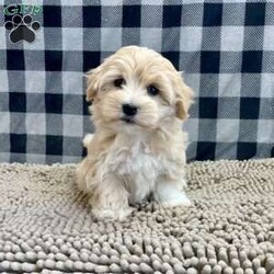 Sally/Coton de Tulear									Puppy/Female														/October 24th, 2024,Meet Sally a cute little Coton, she is ACA Reg. , Vet checked and shots are up to date,  Ready to be your little companion.    