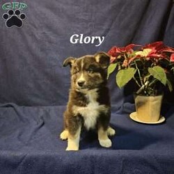 Glory/Siberian Husky Mix									Puppy/Female														/October 28th, 2024,Please meet Glory! She is a Siberian Husky and Australian Shepherd mix, family raised and very well socialized. Both of the parents are our family pets, our children spend every evening after school playing with these puppies. She is fully dewormed, vaccinated and vet checked.