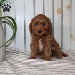 Riley/Cavapoo									Puppy/Female														/November 11th, 2024,Searching for an F1b Cavapoo puppy? This adorable little Cavapoo is smaller, more hypoallergenic, and smarter than your average Cavapoo because there is more Mini Poodle in this specific litter than Cavalier. This puppy is already used to being inside the house with a family and will have a smooth transition from our family to yours. The mother is a family pet and her puppies will be very fun to train! Each pup comes up to date on shots and dewormer and vet checked! If you are interested in adding one of our Cavapoos to your home contact us today! 