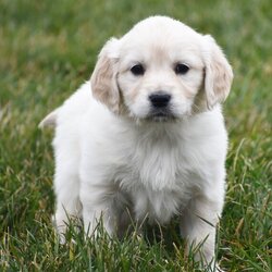 Adopt a dog:Jelly Bean/Golden Retriever/Female/8 weeks,Hello! My name is Jelly Bean! Am I not the cutest puppy you have ever seen? That is what everyone keeps telling me. Not only am I cute, but I also have a great personality too. Before arriving home, I will be up to date on my vaccinations and be pre-spoiled. I will make the perfect best friend and companion! So, what are you waiting for? Choose me today!