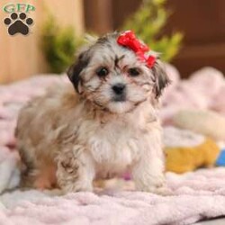 Layla/Teddy Bear									Puppy/Female														/10 Weeks,Meet Layla, the adorable Teddy Bear puppy who is ready to steal your heart with her fluffy coat and sweet, endearing personality. This little girl has been vet-checked, is up to date on all her vaccines and wormers, and comes microchipped for added peace of mind. We also provide a 30-day health guarantee with our puppies.