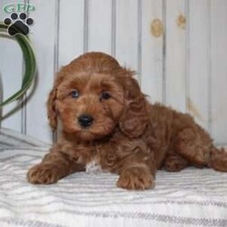 Riley/Cavapoo									Puppy/Female														/November 11th, 2024,Searching for an F1b Cavapoo puppy? This adorable little Cavapoo is smaller, more hypoallergenic, and smarter than your average Cavapoo because there is more Mini Poodle in this specific litter than Cavalier. This puppy is already used to being inside the house with a family and will have a smooth transition from our family to yours. The mother is a family pet and her puppies will be very fun to train! Each pup comes up to date on shots and dewormer and vet checked! If you are interested in adding one of our Cavapoos to your home contact us today! 