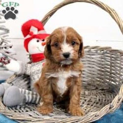 Ginger/Cavapoo									Puppy/Female														/November 14th, 2024,Meet Ginger! This snuggly Cavapoo puppy is vet checked & up to date on shots & wormer, plus comes with an extended health guarantee provided by the breeder! Ginger is well socialized & currently being family raised with children! If you would like more information on this endearing pup, please contact Adrian Zimmerman today!