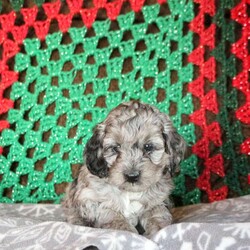 Landon/Cockapoo									Puppy/Male																/November 14th, 2024,This is Landon, a soft and sweet Cockapoo puppy who is well socialized and ready to meet his forever family! He is being raised by a family with children and preparing for his new home. Landon has been seen by a vet and is up to date on shots and de-wormer, plus the breeder provides a health guarantee. Curious and cute as can be, Landon is easy to love! For more information and to schedule a visit, please call Aaron Flaud today!