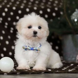 Carson/Lhasa Apso									Puppy/Male																/11 Weeks