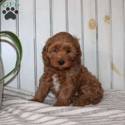 Riley/Cavapoo									Puppy/Female														/November 11th, 2024,Searching for an F1b Cavapoo puppy? This adorable little Cavapoo is smaller, more hypoallergenic, and smarter than your average Cavapoo because there is more Mini Poodle in this specific litter than Cavalier. This puppy is already used to being inside the house with a family and will have a smooth transition from our family to yours. The mother is a family pet and her puppies will be very fun to train! Each pup comes up to date on shots and dewormer and vet checked! If you are interested in adding one of our Cavapoos to your home contact us today! 