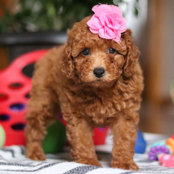 Carol/Poodle/Female/9 weeks