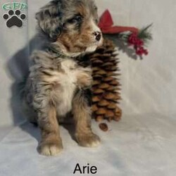 Arie/Mini Bernedoodle									Puppy/Female														/November 25th, 2024,Arie is a fun loving Mini Bluemerle Bernedoodle. I love to cuddle with my friends and have a good time together. Looking for a forever home, I have a beautiful coat of soft wavy hair and I’m proud of it. 