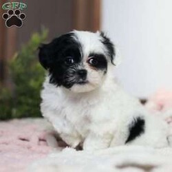 Quinn/Teddy Bear									Puppy/Female														/10 Weeks,Meet Quinn, a lovable Teddy Bear puppy with a heart full of charm! She is the perfect mix of fluff and fun, with a delightful personality that will melt your heart. She is not just adorable but also has a fantastic temperament, ready to be your new snuggle buddy or playful companion.