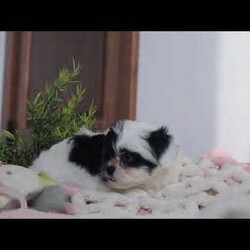 Quinn/Teddy Bear									Puppy/Female														/10 Weeks,Meet Quinn, a lovable Teddy Bear puppy with a heart full of charm! She is the perfect mix of fluff and fun, with a delightful personality that will melt your heart. She is not just adorable but also has a fantastic temperament, ready to be your new snuggle buddy or playful companion.