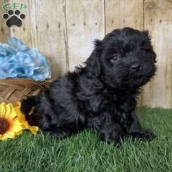 Bronco/Shih-Poo									Puppy/Male																/5 Weeks,Hey there, My name is Bronco! I am a very cute male Black Shihpoo puppy! I was born on December 1st, 2024. I am such a sweet boy! I am looking for my new family, could that be with you? If you choose me I will come home to you vet checked with my vaccinations and deworming up to date, and I will also be microchipped. If you think that I would make the perfect little addition to your family, then please call or text to find out more information about me!