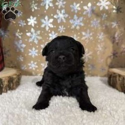 Bronco/Shih-Poo									Puppy/Male																/5 Weeks,Hey there, My name is Bronco! I am a very cute male Black Shihpoo puppy! I was born on December 1st, 2024. I am such a sweet boy! I am looking for my new family, could that be with you? If you choose me I will come home to you vet checked with my vaccinations and deworming up to date, and I will also be microchipped. If you think that I would make the perfect little addition to your family, then please call or text to find out more information about me!