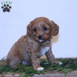 Wren/Cavapoo									Puppy/Female														/7 Weeks,Our goal is to give you the best experience when buying your pet. Wren will be vet checked and up to date on shots and wormer plus we provide a 30 day health guarantee for her. Call Wenadll today to come meet this playful puppy!