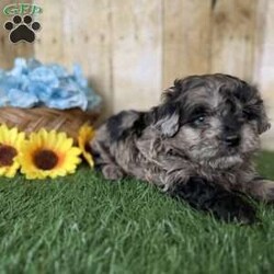 Snickers/Shih-Poo									Puppy/Male																/6 Weeks,Hey there, My name is Snickers! I am a very cute male Merle Shihpoo puppy! I was born on November 25th, 2024. I am such a sweet boy! I am looking for my new family, could that be with you? If you choose me I will come home to you vet checked with my vaccinations and deworming up to date, and I will also be microchipped. If you think that I would make the perfect little addition to your family, then please call or text to find out more information about me!