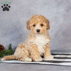 Alani/Bich-Poo									Puppy/Female														/8 Weeks,Meet sweet little Alani! This fluffly little sweetheart is looking for her furever home and would make the perfect little companion for you. Her friendly little way and loving personality would brighten many days for you!