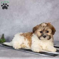 Oscar/Teddy Bear									Puppy/Male																/8 Weeks,Hi, I’m Oscar! I’m a fluffy little puppy. I would love to be your little buddy. I promise I’ll give you lots of love and snuggles!