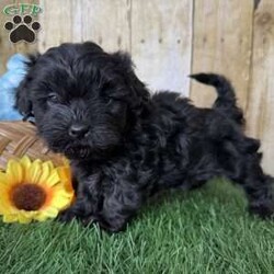 Bronco/Shih-Poo									Puppy/Male																/5 Weeks,Hey there, My name is Bronco! I am a very cute male Black Shihpoo puppy! I was born on December 1st, 2024. I am such a sweet boy! I am looking for my new family, could that be with you? If you choose me I will come home to you vet checked with my vaccinations and deworming up to date, and I will also be microchipped. If you think that I would make the perfect little addition to your family, then please call or text to find out more information about me!