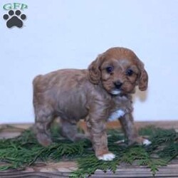 Wren/Cavapoo									Puppy/Female														/7 Weeks,Our goal is to give you the best experience when buying your pet. Wren will be vet checked and up to date on shots and wormer plus we provide a 30 day health guarantee for her. Call Wenadll today to come meet this playful puppy!