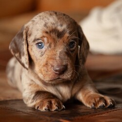 Adopt a dog:Moose/Dachshund/Male/4 weeks,I'm Moose! It's very nice to meet you. Are you looking for a lifelong companion? Look no further. I am here and just perfect for you. Trust me! I am very loyal, and I can make you smile with just the way I wag my tail. I have a wonderful disposition. Oh! Did I mention that I'm as healthy as can be? Oh, silly me! I'm up to date on my vaccinations and vet checked from head to tail. I bet you are excited now, aren't you? Well, choose me today!