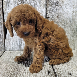 Adopt a dog:Mabri/Poodle/Female/8 weeks,Hi, my name is Mabri! I am a little baby that love kisses and snuggles! I love to sit by the fire with you or romp around outside in the yard. I love playing with my favorite toys and would be glad to share them with you. Believe me when I say that I am the best puppy you will ever meet! I know I will love my forever and family, and I cannot wait to meet them. I am so ready to come home! Pick me!