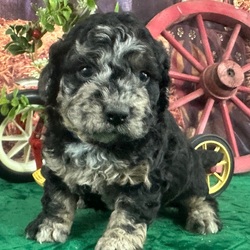 Gorgeous/Labradoodle/Male/6 weeks