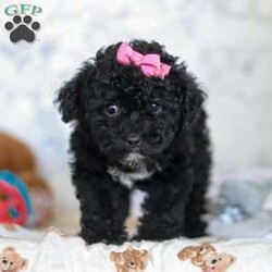 Valentine/Miniature Poodle									Puppy/Female														/7 Weeks,Valetine is the sweetest Poodle puppy around! With her expressive face and twinkling puppy dog eyes, she’s used to getting her way. This little sweetheart has everyone wrapped around her tiny paw! Her soft, silky coat and playful personality are just a few of her outstanding qualities. Highly trainable, and irresistibly adorable, Poodles are perfect for family life.