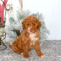 Rainbow/Mini Goldendoodle									Puppy/Female														/November 13th, 2024