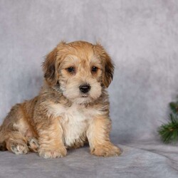 Fletcher/Yorkie-Chon									Puppy/Male																/8 Weeks