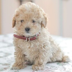 Nixon/Shih-Poo									Puppy/Male																/10 Weeks