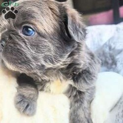 Chunky/French Bulldog									Puppy/Male																/6 Weeks,Chunky is an amazingly silky soft French bulldog puppy.  He is short and thick with a sweet personality.  He is very calm and loves to eat, play and snuggle.  We offer him with shots, vet check, puppy pack and first month accident insurance free, first vet check free* and fully socialized.