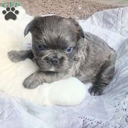 Chunky/French Bulldog									Puppy/Male																/6 Weeks,Chunky is an amazingly silky soft French bulldog puppy.  He is short and thick with a sweet personality.  He is very calm and loves to eat, play and snuggle.  We offer him with shots, vet check, puppy pack and first month accident insurance free, first vet check free* and fully socialized.