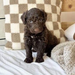 Mason/Portuguese Water Dog									Puppy/Male																/7 Weeks