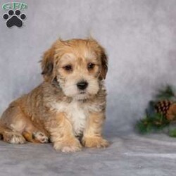 Fletcher/Yorkie-Chon									Puppy/Male																/8 Weeks,Here is a happy little puppy that would love to brighten your days. With his sweet, happy little ways he’ll brings hours of love and fun to your life!