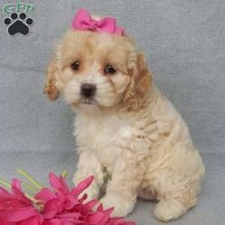 Maggie/Cockapoo									Puppy/Female														/10 Weeks,Prepare to fall in love!!!  My name is Maggie and I’m the sweetest little F1 cockapoo and I would love to come home with you!!!! One look into my warm, loving eyes and at my silky soft coat and I’ll be sure to have captured your heart already! I’m very happy, playful and very kid friendly and I would love to fill your home with all my puppy love!! I am full of personality, and ready for adventures! I stand out way above the rest with my beautiful buff colored coat!!… I will come to you vet checked head to tail, microchipped and I am up to date on all vaccinations and dewormings. I come with a 1-year guarantee with the option of extending it to a 3-year guarantee and shipping is available! My mother is Jo , a 19#chocolate merle cocker spaniel with a heart of gold and my father is Zeke,our 10# playful and kid friendly mini poodle… and he has also been genetically tested clear!  I will grow to approx. 14-17# and I will be hypoallergenic and nonshedding! !!… Why wait when you know I’m the one for you? Call or text Martha to make me the newest addition to your family and get ready to spend a lifetime of tail wagging fun with me! (7% sales tax on in home pickups) 