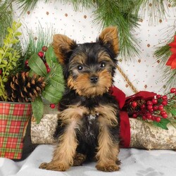 Max/Yorkie									Puppy/Male																/11 Weeks,Meet Max! This super cute Yorkie puppy is vet checked & up to date on shots & wormer. He can be registered, plus comes with a 30-day health guarantee provided by the breeder! Max is super playful & well socialized. He is currently being family raised with children, making him a perfect addition to your family home! If you would like more information on how you can welcome this cutie into your home, please contact Glenn & Miriam Fox today!