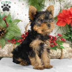 Max/Yorkie									Puppy/Male																/11 Weeks,Meet Max! This super cute Yorkie puppy is vet checked & up to date on shots & wormer. He can be registered, plus comes with a 30-day health guarantee provided by the breeder! Max is super playful & well socialized. He is currently being family raised with children, making him a perfect addition to your family home! If you would like more information on how you can welcome this cutie into your home, please contact Glenn & Miriam Fox today!