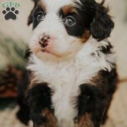 Pearl/Mini Bernedoodle									Puppy/Female														/8 Weeks,Do you love Bernese Mountain dogs but struggle with the heavy shedding then take a look at this puppy. With their poodle hair but Bernese happy personality they are sure to please.